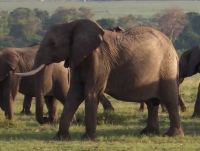 elephants