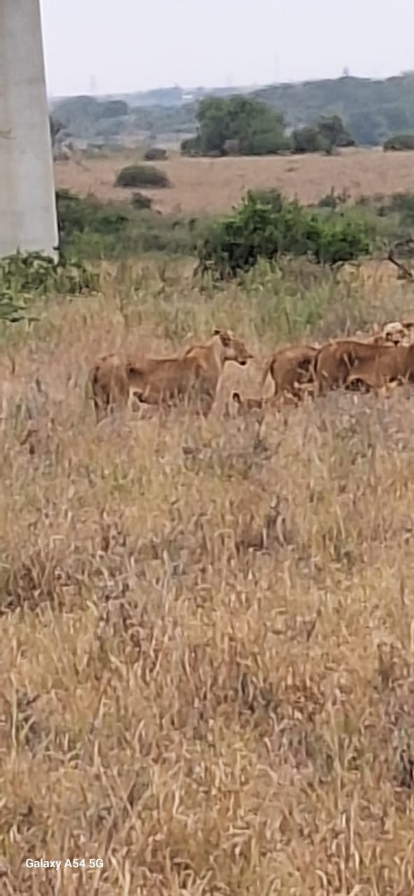 Kenya-1