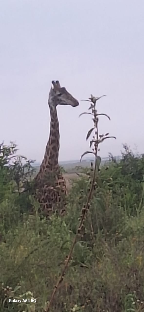 Kenya-2