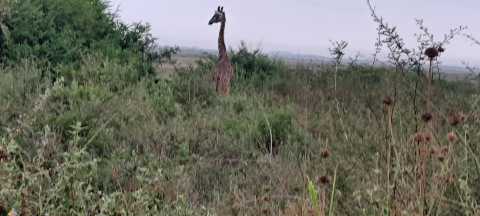 Kenya-3