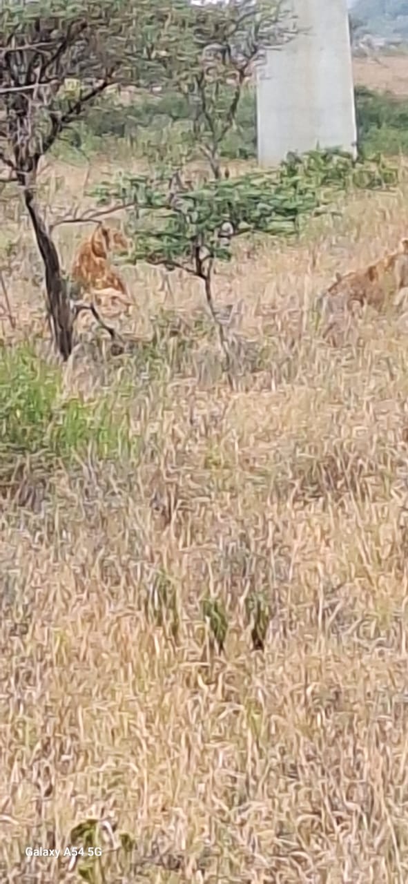 Kenya-5