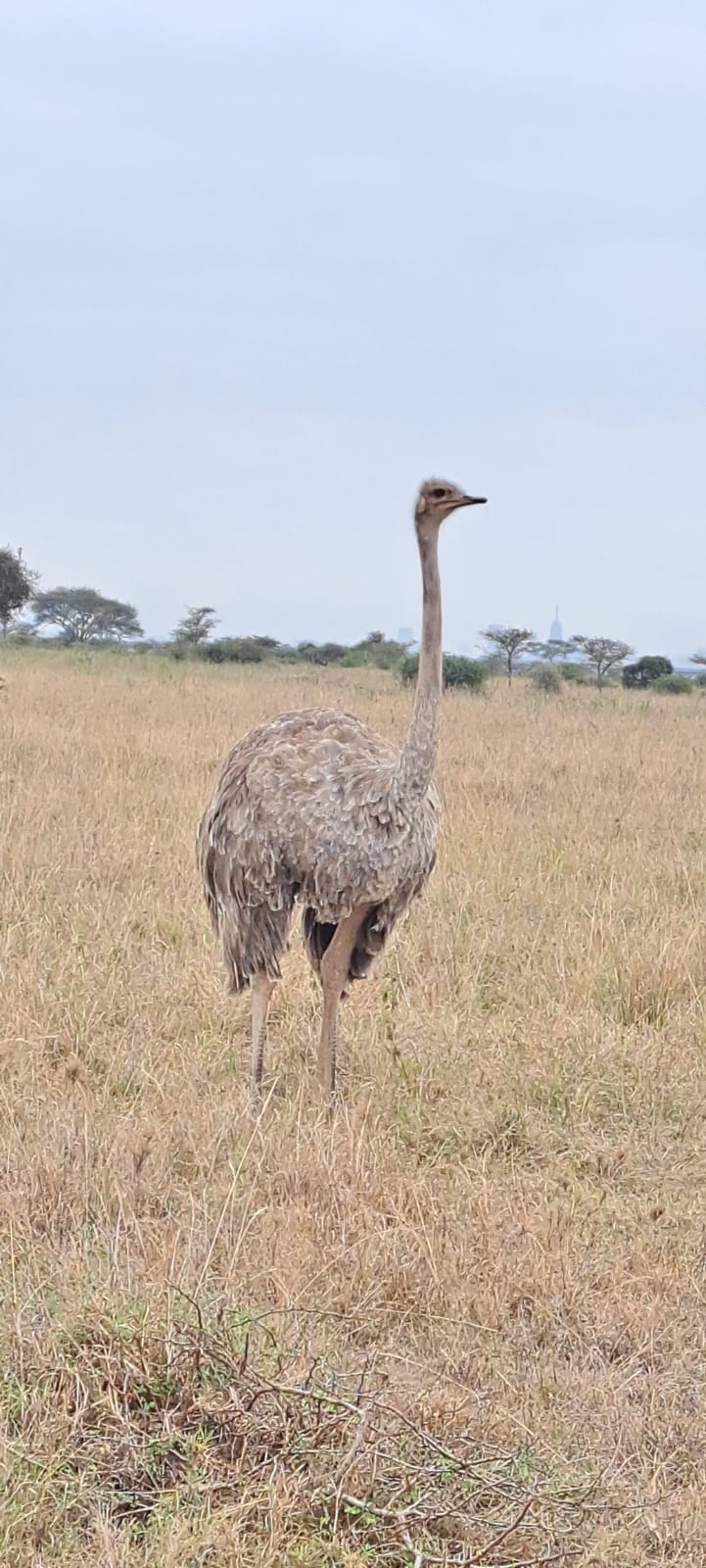 Kenya-22