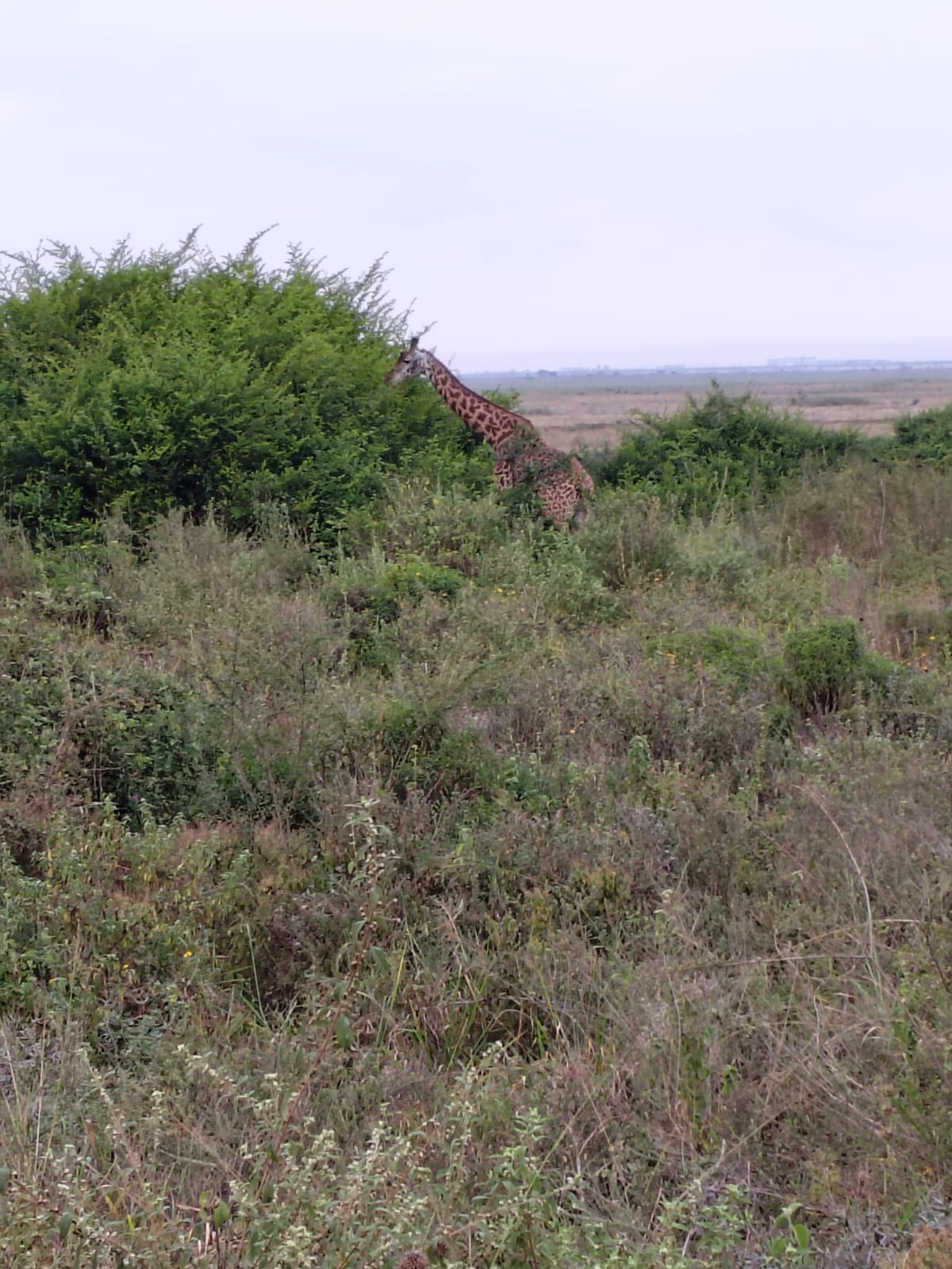 Kenya-23