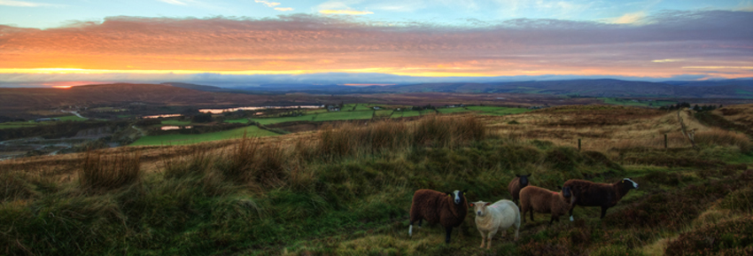 fermanagh crop