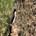 Wildlife in Kenya!